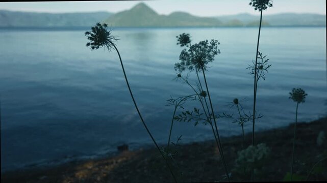A white flower quietly blooming along the shores of Lake Toya

