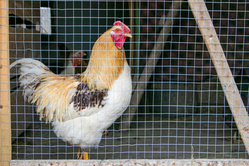 A rooster in a chicken coop behind a mesh fence © Iryna