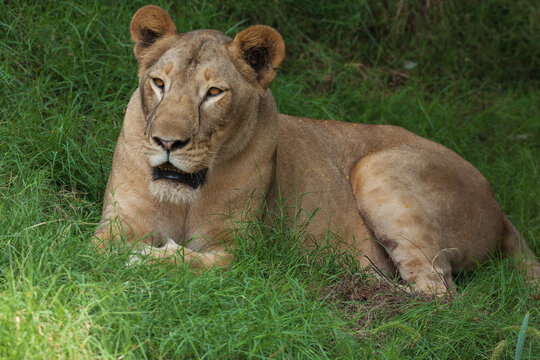 View of a lioness resting in the lush green grass at Lahore Zoo in Lahore, Punjab, Pakistan.