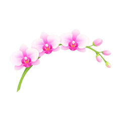 Fototapeta premium PNG Elegant pink orchid illustration.