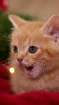 A sweet ginger kitten sitting near a decorated Christmas tree with glowing lights, holiday greeting, winter celebration, cozy lifestyle, Christmas.