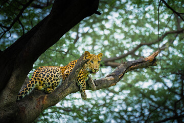 Indian leopard resting on a tree branch in Jhalana Leopard Conservation Reserve, Rajasthan, looking directly toward the camera amid dense woodland foliage and natural bokeh. © Rohit Beniwal