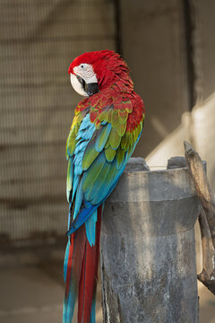 View of a vibrant red, green, and blue macaw parrot perched on a concrete post in a park in Lahore, Punjab, Pakistan.