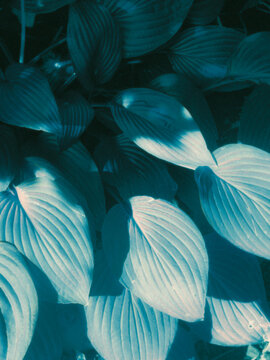 leaves in the winter garden