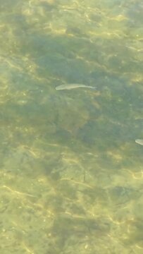 Vertical 9:16 video showing small fish swimming in shallow, crystal-clear water over a rocky bottom in O Grove, Spain.
