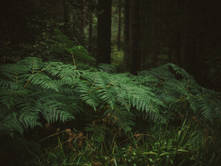 Close-up of green fern frond in forest © Natalia