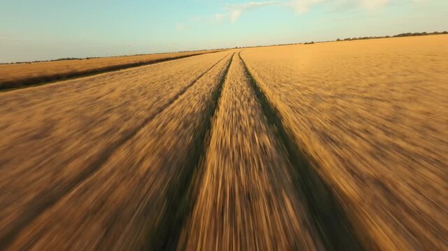 Drone flying over corn field in Fehmarn 