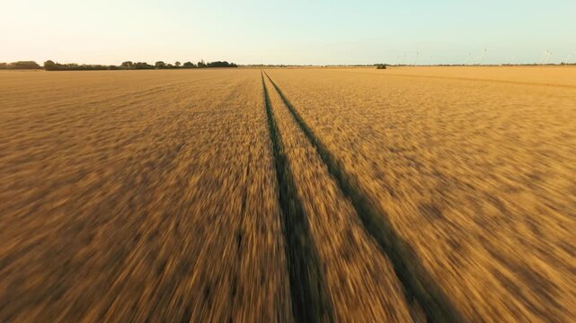 Drone flying over corn field in Fehmarn 