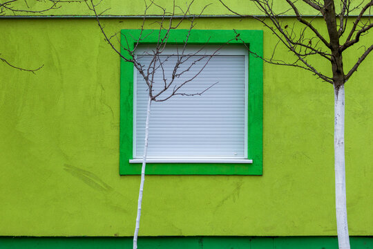 View of a bright green wall with a central window featuring white shutters and two slender trees with white-painted trunks in Beska, Vojvodina, Serbia.