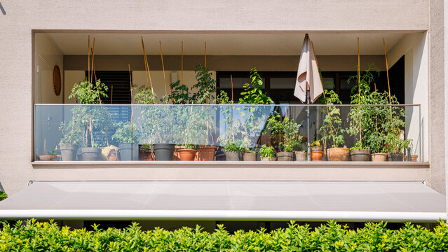 Plants grow on balcony of modern building in sunny weather during daytime