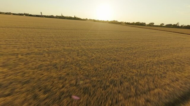 Drone flying over corn field in Fehmarn 