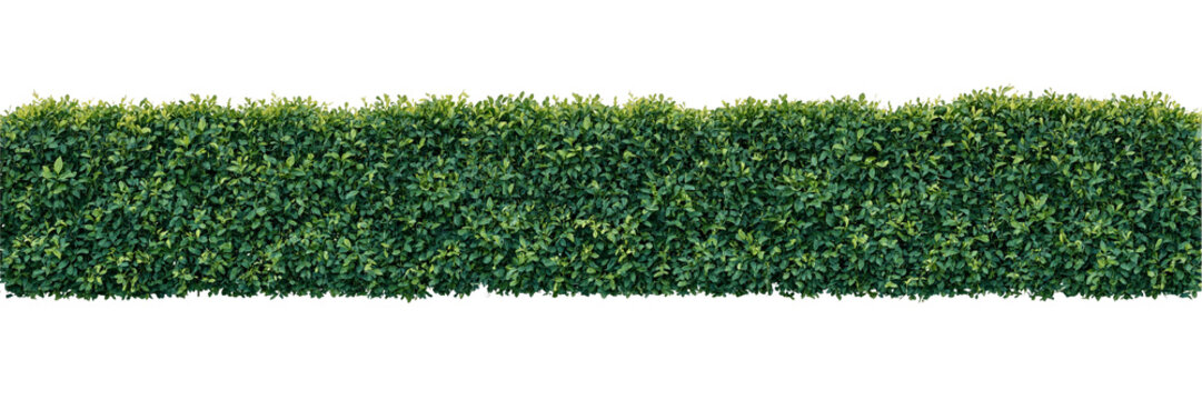 Dense continuous green hedge with realistic layered foliage and natural landscaping texture, isolated on transparent background.