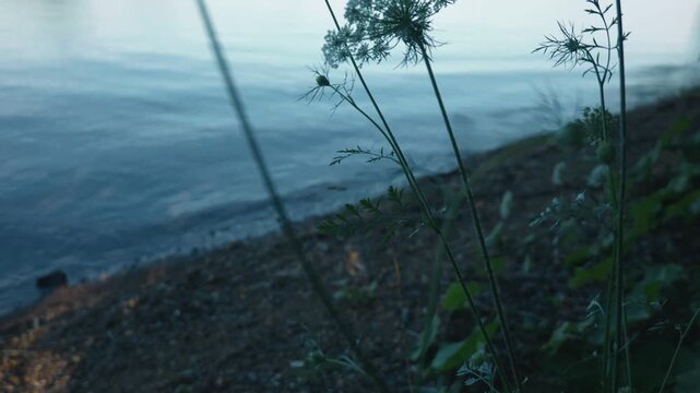 A white flower quietly blooming along the shores of Lake Toya
