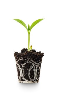 A small green plant sprout with a visible root ball and rich soil isolated on a white background, representing growth and sustainability, farming, natural, conservation