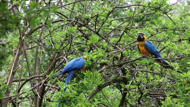 The Blue-and-yellow Macaw, Ara ararauna also known as the blue-and-gold macaw, is a large South American parrot with mostly blue top parts and light orange underparts