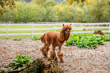Naklejka premium Brown alpaca standing in sandy paddock near white fence and green plants.