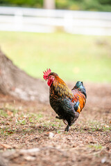 Colorful rooster walking on ground near tree with soft green blurred background. © Lena May