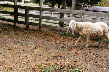 White sheep standing in profile near wire fence inside rural farm pen. © Lena May