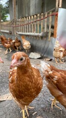 Group of Brown Chickens in a Rustic Backyard Farm Setting  A group of brown chickens stands in a rustic backyard farm setting with a wooden poultry coop and natural outdoor surroundings. © Johan