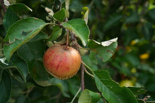 Ripe Apples on Tree Branch in Orchard Setting