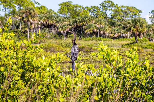 Anhinga (Anhinga anhinga) perched in mangroves overlooking Florida wetland