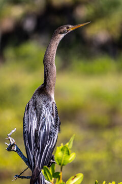 Anhinga (Anhinga anhinga) portrait with blurred green background