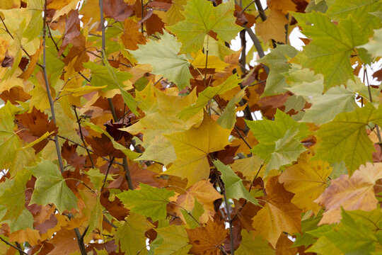 Colorful Autumn Plane Tree Leaves in Transition