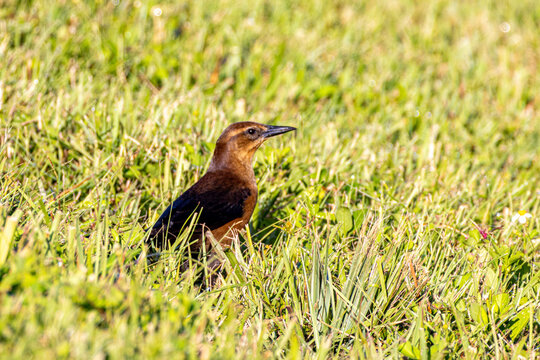 Female boat-tailed grackle (Quiscalus major) foraging in sunlit grass