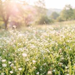 Fototapeta premium White Flowers Blooming in a Lush Green Meadow and Field with Fresh Grass, Delicate Blossoms, Wildflowers and Natural Spring Beauty in Bright Summer Light