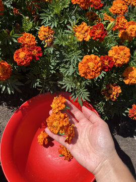 top view of a human hand picking orange marigold flowers into a red plastic bowl in the summer garden