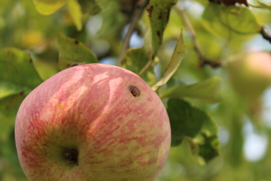 Pest damaged apple with dark wormhole and larvae damage on tree branch
