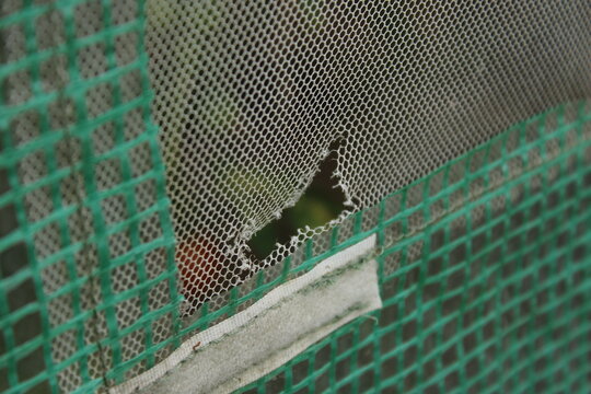 Torn greenhouse window screen net with hole above velcro strap