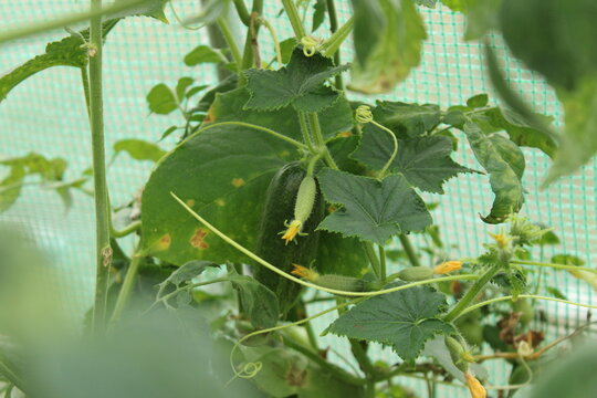 Fresh green cucumber fruit with yellow flower growing on vine inside greenhouse