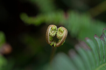 Macro close up of young curling fern frond in forest © chris