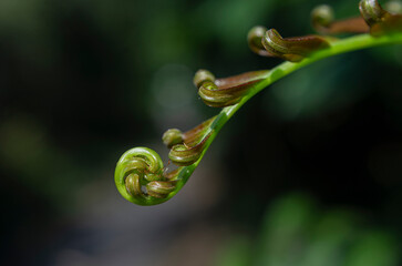 Macro close up of unfurling green fern frond spiraling in forest © chris