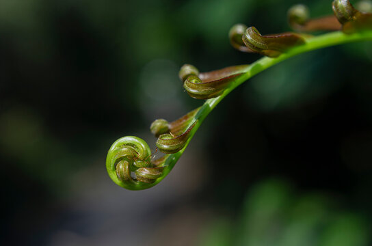 Macro close up of unfurling green fern frond spiraling in forest