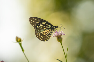 Blue Tiger butterfly (Tirumala limniace) feeding on a purple flower in forest © Nit5