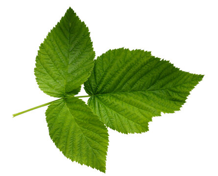 isolated green raspberry leave close up on white background
