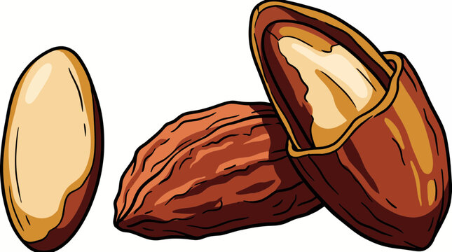 Brazil nut vector illustrations showing raw peeled kernel, textured outer shell and whole organic nut, concept for healthy snacking and culinary nutrition