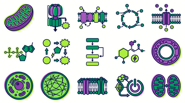 Cellular respiration and mitochondria icon set showcasing metabolic pathways, chemical ATP structures and cellular membrane processes, concept for biological education and scientific presentation