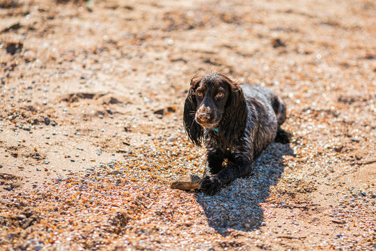Wet russian cocker spaniel lying on pebbles with a stone on a sunny beach.