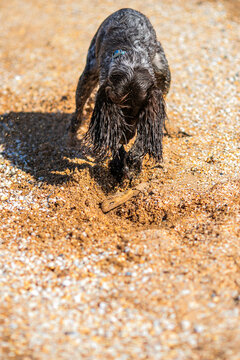 Wet russian cocker spaniel digging in golden sand on a sunny pebble beach.