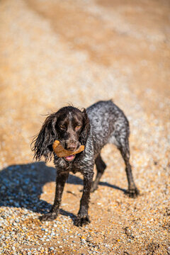 Wet russian cocker spaniel holding a stone in its mouth on a pebble beach.