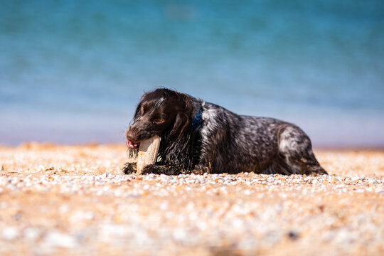 Wet russian cocker spaniel resting on a sunny beach beside a stick.