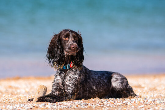 Wet russian cocker spaniel resting on a sunny beach beside a stick.