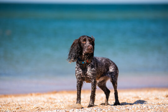 Wet russian cocker spaniel standing on a sunny beach with blue sea behind.