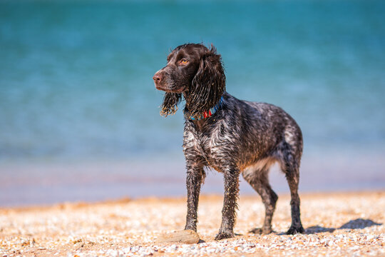 Wet russian cocker spaniel standing on a sunny beach with blue sea behind.