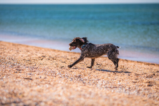 Wet russian cocker spaniel running across a sunny beach with a stone in its mouth.
