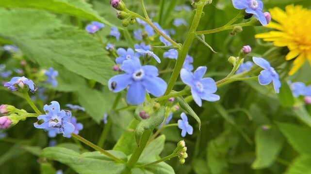 Macro view of blue forget me not flower in a spring garden. Soft natural background for nature, ecology, gardening, and conservation concept. Scorpion grasses. Beautiful Myosotis.