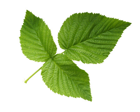 isolated green raspberry leave close up on white background